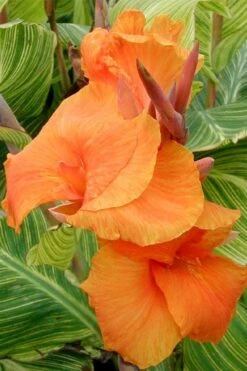 Bengal Tiger Canna Lily - 1 Gallon Pot -US Fruit Trees Sales Store canna pretoria bengal tiger 1