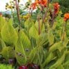 Bengal Tiger Canna Lily - 1 Gallon Pot