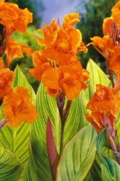 Bengal Tiger Canna Lily - 1 Gallon Pot -US Fruit Trees Sales Store canna pretoria bengal tiger 8