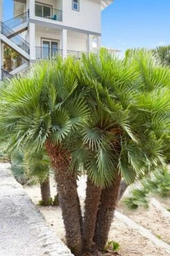 European Fan Palm - 7 Gallon Pot 8 European Fan Palm - 7 Gallon Pot -US Fruit Trees Sales Store chamaerops humilis european fan palm 101