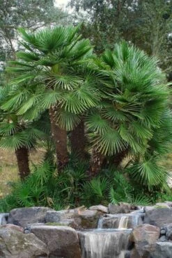 European Fan Palm - 7 Gallon Pot 9 European Fan Palm - 7 Gallon Pot -US Fruit Trees Sales Store chamaerops humilis european fan palm 102