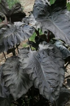 Royal Hawaiian Black Coral Elephant Ear (Colocasia) - 1 Gallon Pot -US Fruit Trees Sales Store colocasia esculenta black coral elephant ear 4