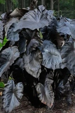 Royal Hawaiian Black Coral Elephant Ear (Colocasia) - 1 Gallon Pot -US Fruit Trees Sales Store colocasia esculenta black coral elephant ear 6