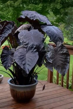Royal Hawaiian Black Coral Elephant Ear (Colocasia) - 1 Gallon Pot -US Fruit Trees Sales Store colocasia esculenta black coral elephant ear 7