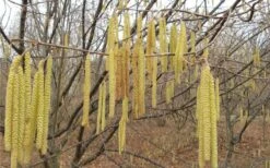 American Hazelnut (Filbert) - 1 Gallon Pot -US Fruit Trees Sales Store corylus american american hazelnut fall leaves 10