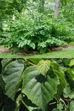 American Hazelnut (Filbert) - 3 Gallon Pot -US Fruit Trees Sales Store corylus american american hazelnut fall leaves 13 2