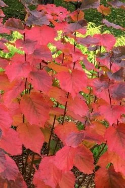 American Hazelnut (Filbert) - 3 Gallon Pot -US Fruit Trees Sales Store corylus american american hazelnut fall leaves 6 2
