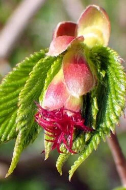 American Hazelnut (Filbert) - 3 Gallon Pot -US Fruit Trees Sales Store corylus american american hazelnut fall leaves 8 2