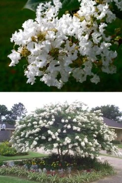 Acoma Weeping White Crape Myrtle - 1 Gallon Pot -US Fruit Trees Sales Store crape myrtle acoma 500x750 2
