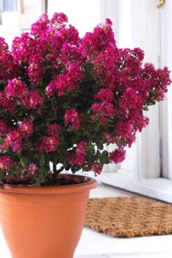 Berry Dazzle Dwarf Crape Myrtle - 1 Gallon Pot