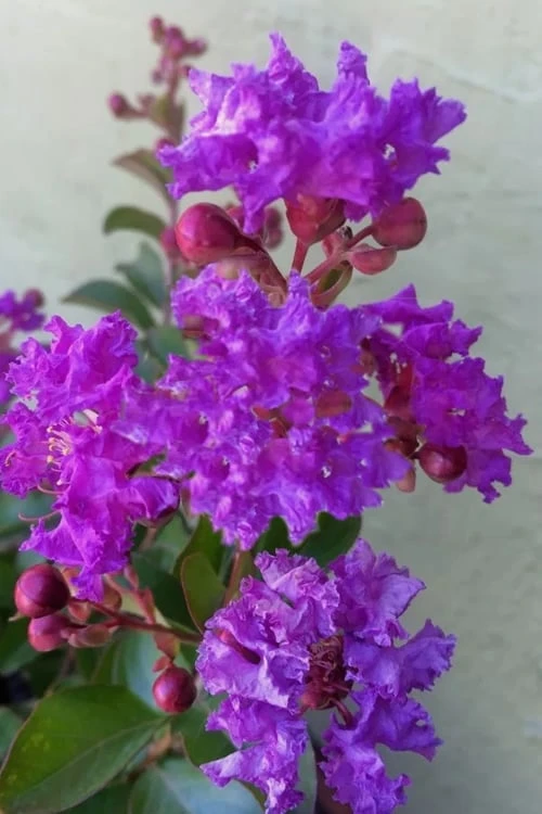 Catawba Purple Crape Myrtle - 6 Pack Of 1 Gallon Pots 1 Catawba Purple Crape Myrtle - 6 Pack Of 1 Gallon Pots