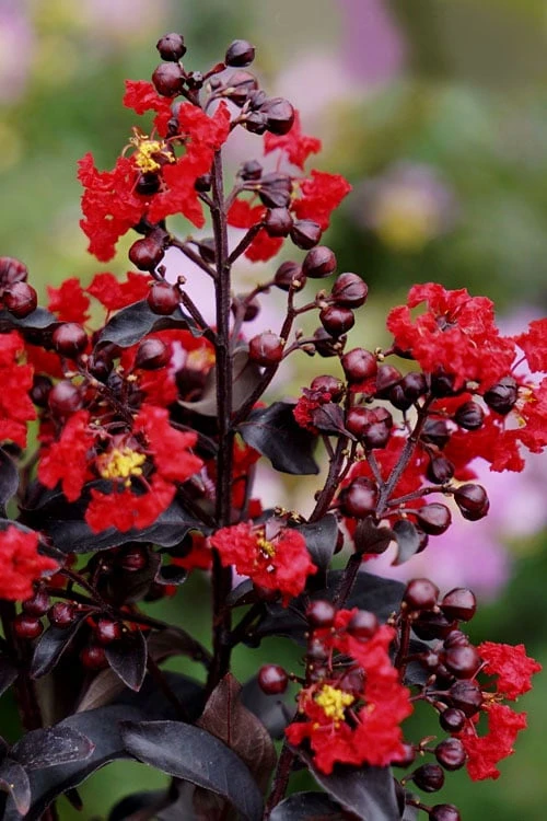 Center Stage Red Black Leaf Crape Myrtle - 3 Gallon Pot 5 Center Stage Red Black Leaf Crape Myrtle - 3 Gallon Pot - Image 5
