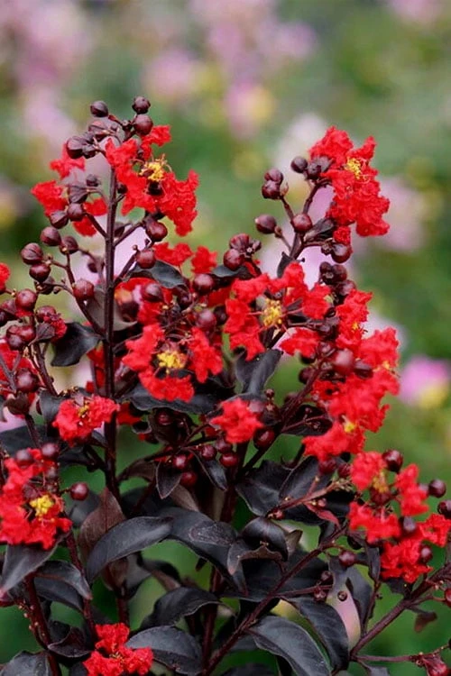 Center Stage Red Black Leaf Crape Myrtle - 3 Gallon Pot 1 Center Stage Red Black Leaf Crape Myrtle - 3 Gallon Pot