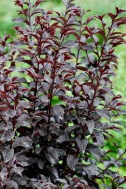 Center Stage Red Black Leaf Crape Myrtle - 3 Gallon Pot 11 Center Stage Red Black Leaf Crape Myrtle - 3 Gallon Pot -US Fruit Trees Sales Store crape myrtle center stage red 4 1