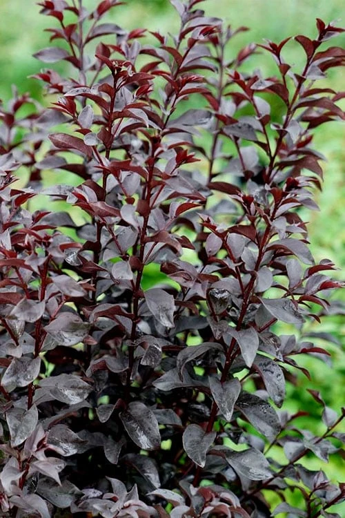 Center Stage Red Black Leaf Crape Myrtle - 3 Gallon Pot 6 Center Stage Red Black Leaf Crape Myrtle - 3 Gallon Pot - Image 6
