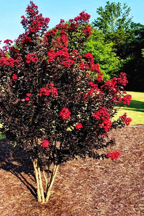 Center Stage Red Black Leaf Crape Myrtle - 3 Gallon Pot 4 Center Stage Red Black Leaf Crape Myrtle - 3 Gallon Pot - Image 4