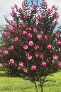 Delta Jazz Crape Myrtle - 2 Gallon Pot -US Fruit Trees Sales Store crape myrtle delta jazz 50
