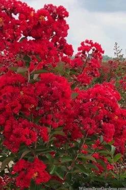 Miss Frances Red Crape Myrtle - 3 Gallon Pot 7 Miss Frances Red Crape Myrtle - 3 Gallon Pot -US Fruit Trees Sales Store crape myrtle miss frances red 1