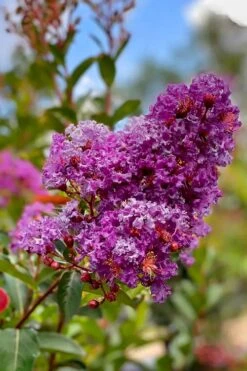 Miss Sandra Purple Crape Myrtle - 1 Gallon Pot -US Fruit Trees Sales Store crape myrtle miss sandra purple 2