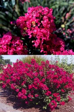 Princess Kylie Dwarf Crape Myrtle - 3 Gallon Pot -US Fruit Trees Sales Store crape myrtle princess kylie 2