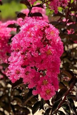 Twilight Magic Crape Myrtle Tree (Single Trunk) - 5 Gallon Pot -US Fruit Trees Sales Store crape myrtle twilight magic 1 1