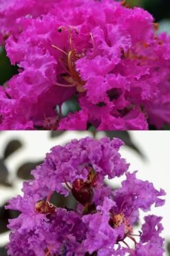 Twilight Purple Crape Myrtle - 5 Gallon Pot -US Fruit Trees Sales Store crape myrtle twilight purple 22 3