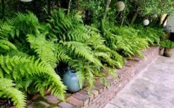 Autumn Brilliance Fern (Dryopteris Erythrosora) - 1 Gallon Pot 14 Autumn Brilliance Fern (Dryopteris Erythrosora) - 1 Gallon Pot -US Fruit Trees Sales Store dryopteris erythrosora autumn brilliance fern 10 2