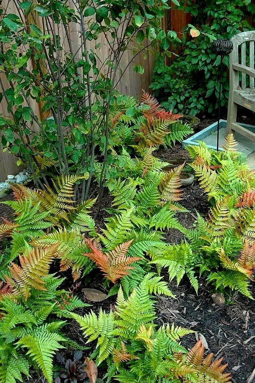 Autumn Brilliance Fern (Dryopteris Erythrosora) - 1 Gallon Pot 8 Autumn Brilliance Fern (Dryopteris Erythrosora) - 1 Gallon Pot - Image 8