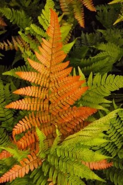 Autumn Brilliance Fern (Dryopteris Erythrosora) - 3 Gallon -US Fruit Trees Sales Store dryopteris erythrosora autumn brilliance fern 2 1