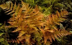 Autumn Brilliance Fern (Dryopteris Erythrosora) - 3 Gallon -US Fruit Trees Sales Store dryopteris erythrosora autumn brilliance fern 3 1