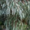Angus Cold Hardy Eucalyptus Tree (Eucalyptus Nicholii) - 6 Pack Of 1 Gallon Pots