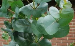 Big O Cold Hardy Eucalyptus Tree (Eucalyptus Neglecta) - 3 Quart Pot -US Fruit Trees Sales Store eucalyptus bigo leaves 2