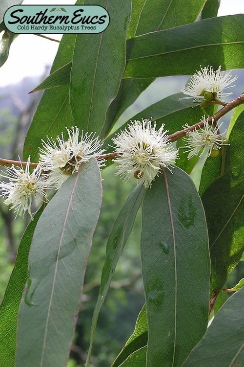 Jersey Girl Cold Hardy Eucalyptus Tree (Eucalyptus Macarthurii) - 6 Pack Of 1 Gallon Pots 1 Jersey Girl Cold Hardy Eucalyptus Tree (Eucalyptus Macarthurii) - 6 Pack Of 1 Gallon Pots