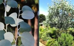 Mappa Tassie Cold Hardy Eucalyptus Tree (Eucalyptus Pauciflora) - 1 Gallon Pot -US Fruit Trees Sales Store eucalyptus mappa tassie combo 4