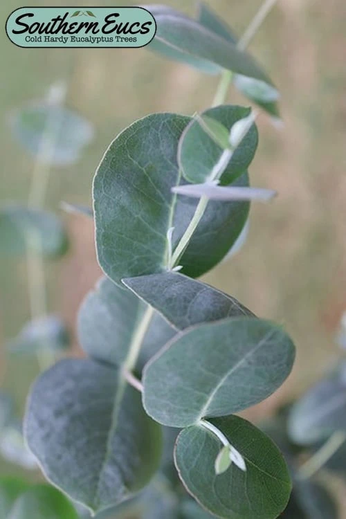 Big O Cold Hardy Eucalyptus Tree (Eucalyptus Neglecta) - 2 Gallon Pot 1 Big O Cold Hardy Eucalyptus Tree (Eucalyptus Neglecta) - 2 Gallon Pot