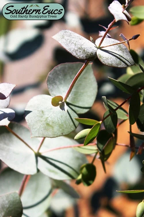 Maggie Cold Hardy Eucalyptus Tree (Eucalyptus Nova Anglica) - 3 Gallon Pot 1 Maggie Cold Hardy Eucalyptus Tree (Eucalyptus Nova Anglica) - 3 Gallon Pot