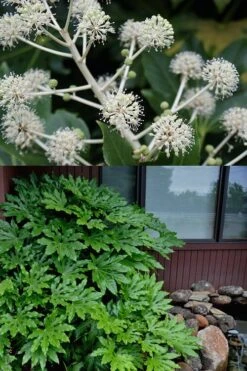 Fatsia Japonica - Japanese Aralia - Glossy Paper Plant - 1 Gallon Pot -US Fruit Trees Sales Store fatsia Japanese Aralia 2 500x750 1