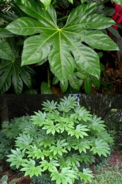 Fatsia Japonica - Japanese Aralia - Glossy Paper Plant - 1 Gallon Pot -US Fruit Trees Sales Store fatsia Japanese Aralia 500x750 1