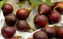 Little Ruby Dwarf Fig Tree - 3 Gallon Pot -US Fruit Trees Sales Store ficus carica little ruby fig tree 2