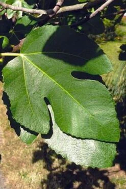 Little Ruby Dwarf Fig Tree - 3 Gallon Pot -US Fruit Trees Sales Store ficus carica little ruby fig tree 3
