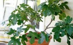 Little Ruby Dwarf Fig Tree - 3 Gallon Pot -US Fruit Trees Sales Store ficus carica little ruby fig tree 4