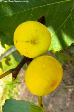 LSU Gold Fig Tree - 5 Gallon Pot -US Fruit Trees Sales Store ficus carica lsu gold fig tree 1