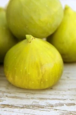 LSU Gold Fig Tree - 5 Gallon Pot -US Fruit Trees Sales Store ficus carica lsu gold fig tree 2