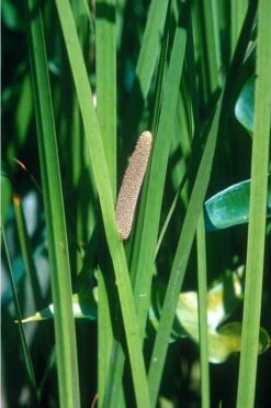 American Sweet Flag (Acorus Americanus) - 8 Pack Of 1 Gallon Pots -US Fruit Trees Sales Store grass american sedge 500x750 2