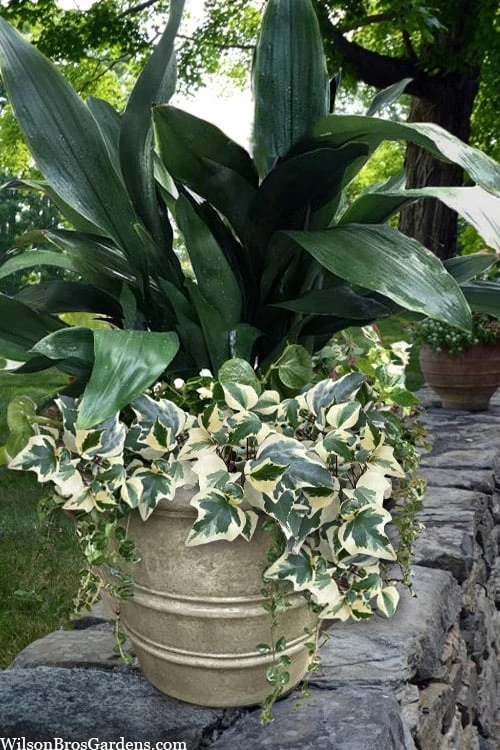 Variegated Algerian Ivy (Hedera Algeriensis 'Gloire De Marengo') - 5 Pack Of Pint Pots 1 Variegated Algerian Ivy (Hedera Algeriensis 'Gloire De Marengo') - 5 Pack Of Pint Pots