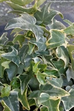 Ingelise English Ivy (Hedera) - 5 Pack Of Pint Pots -US Fruit Trees Sales Store hedera helix ingelise english ivy 4