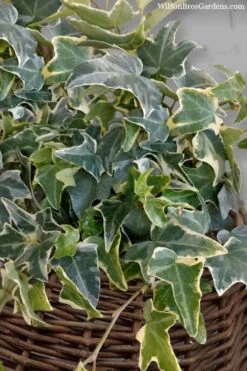 Ingelise English Ivy (Hedera) - 5 Pack Of Pint Pots -US Fruit Trees Sales Store hedera helix ingelise english ivy 6