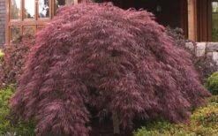 Crimson Queen Dwarf Japanese Maple - 5 Gallon Pot -US Fruit Trees Sales Store ja panese Maple Crimson Queen 50 1