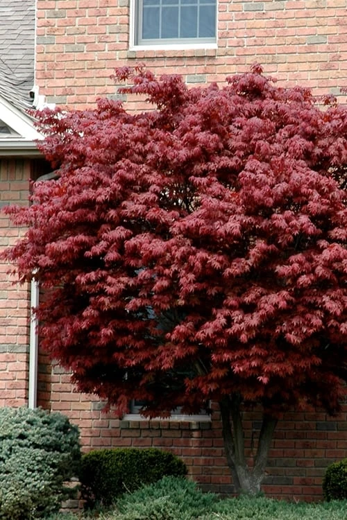 Bloodgood Red Leaf Japanese Maple - 1 Gallon Pot 1 Bloodgood Red Leaf Japanese Maple - 1 Gallon Pot