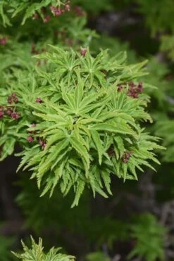 Lions Head Japanese Maple - Acer Palmatum 'Shishigashira' - 5 Gallon Pot -US Fruit Trees Sales Store japanese maple lions head shishigashira 1